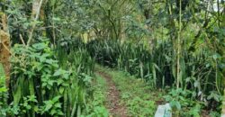 Venta de Terreno en La Calí, Municipio de Santa Ana