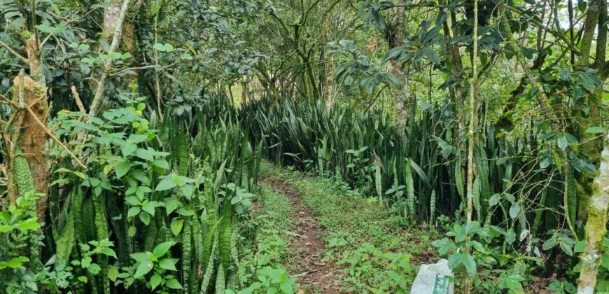 Venta de Terreno en La Calí, Municipio de Santa Ana