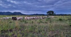 Venta de Propiedad en el Municipio de Cedros, Francisco Morazán