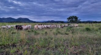 Venta de Propiedad en el Municipio de Cedros, Francisco Morazán