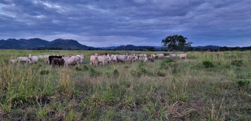 Venta de Propiedad en el Municipio de Cedros, Francisco Morazán