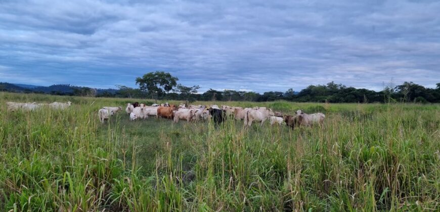 Venta de Propiedad en el Municipio de Cedros, Francisco Morazán