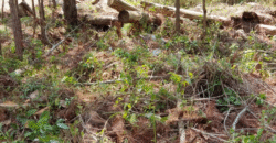 Venta de Terreno Colonia el Pedrero Santa Lucía, Francisco Morazán.