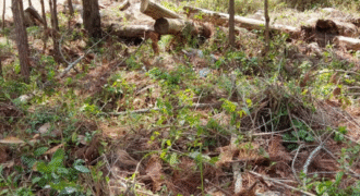 Venta de Terreno Colonia el Pedrero Santa Lucía, Francisco Morazán.