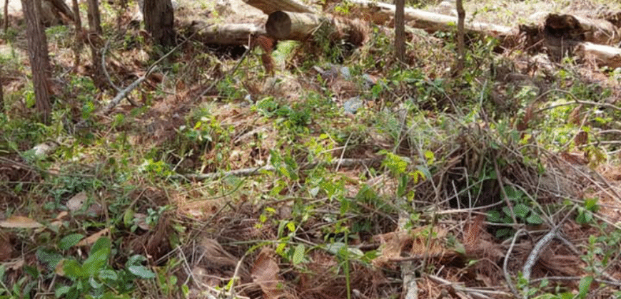 Venta de Terreno Colonia el Pedrero Santa Lucía, Francisco Morazán.