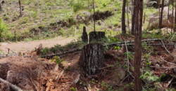 Venta de Terreno Colonia el Pedrero Santa Lucía, Francisco Morazán.