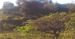 Venta de Terreno En Santa Ana, Fco. Morazán.