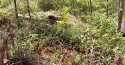 Venta de Terreno Colonia el Pedrero Santa Lucía, Francisco Morazán.