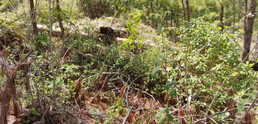 Venta de Terreno Colonia el Pedrero Santa Lucía, Francisco Morazán.