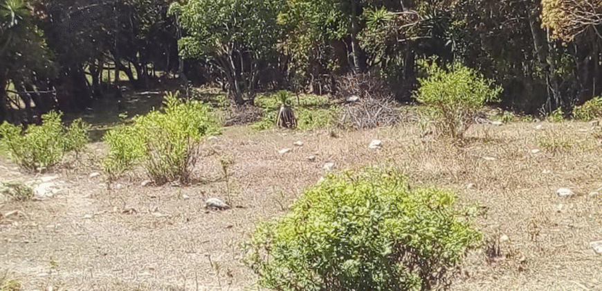 Venta de Terreno En Santa Ana, Fco. Morazán.