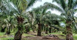 Venta de Propiedad Departamento de Atlántida, Tela.