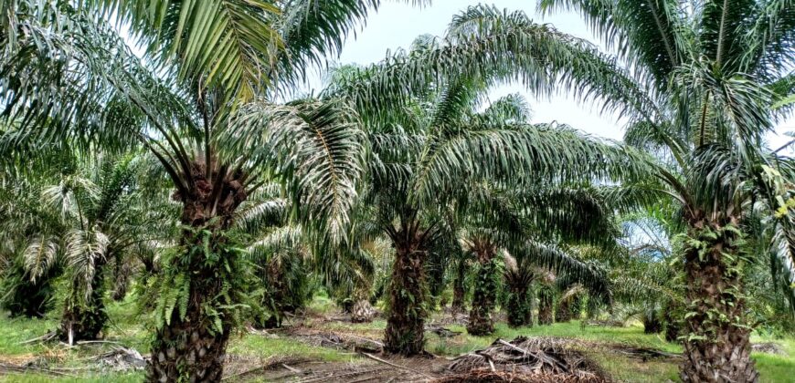 Venta de Propiedad Departamento de Atlántida, Tela.