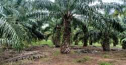 Venta de Propiedad Departamento de Atlántida, Tela.