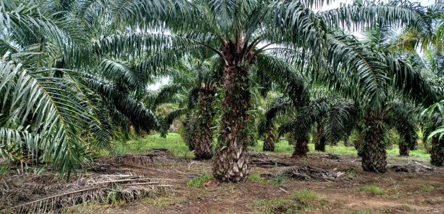 Venta de Propiedad Departamento de Atlántida, Tela.