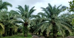 Venta de Propiedad Departamento de Atlántida, Tela.