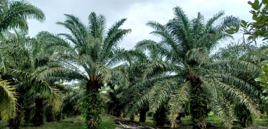 Venta de Propiedad Departamento de Atlántida, Tela.