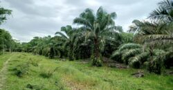 Venta de Propiedad Departamento de Atlántida, Tela.