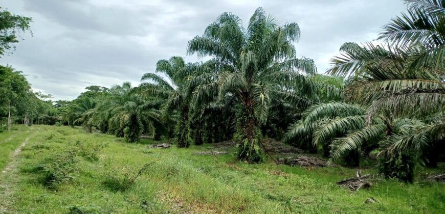 Venta de Propiedad Departamento de Atlántida, Tela.