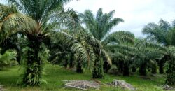 Venta de Propiedad Departamento de Atlántida, Tela.