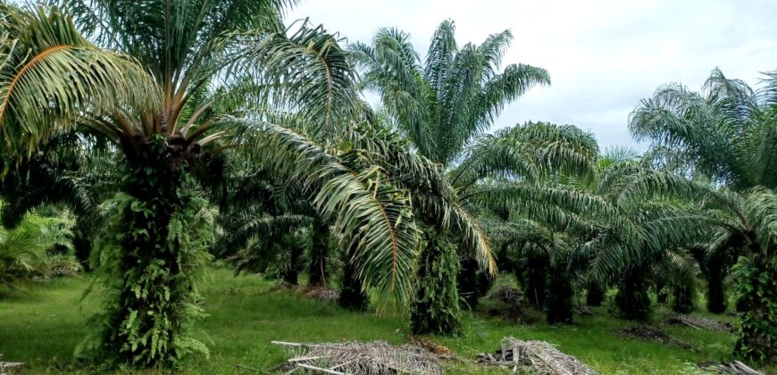 Venta de Propiedad Departamento de Atlántida, Tela.