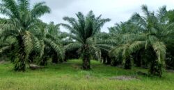 Venta de Propiedad Departamento de Atlántida, Tela.