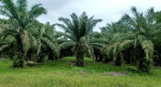 Venta de Propiedad Departamento de Atlántida, Tela.