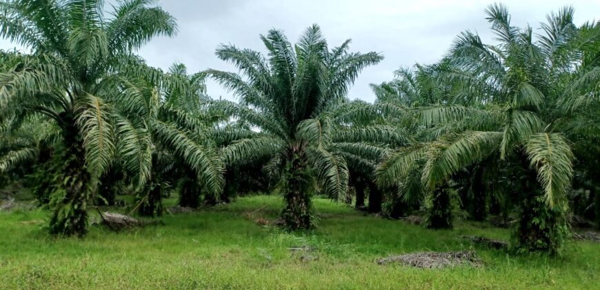 Venta de Propiedad Departamento de Atlántida, Tela.